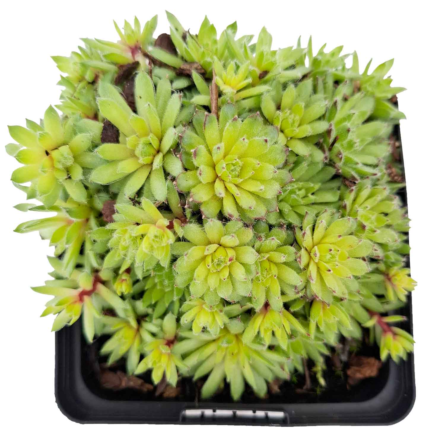 Sempervivum 'Anton' P9