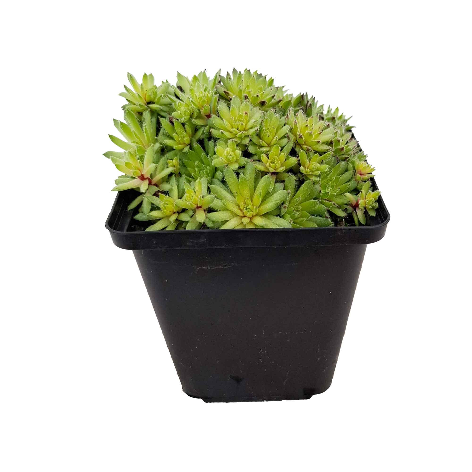 Sempervivum 'Anton' P9