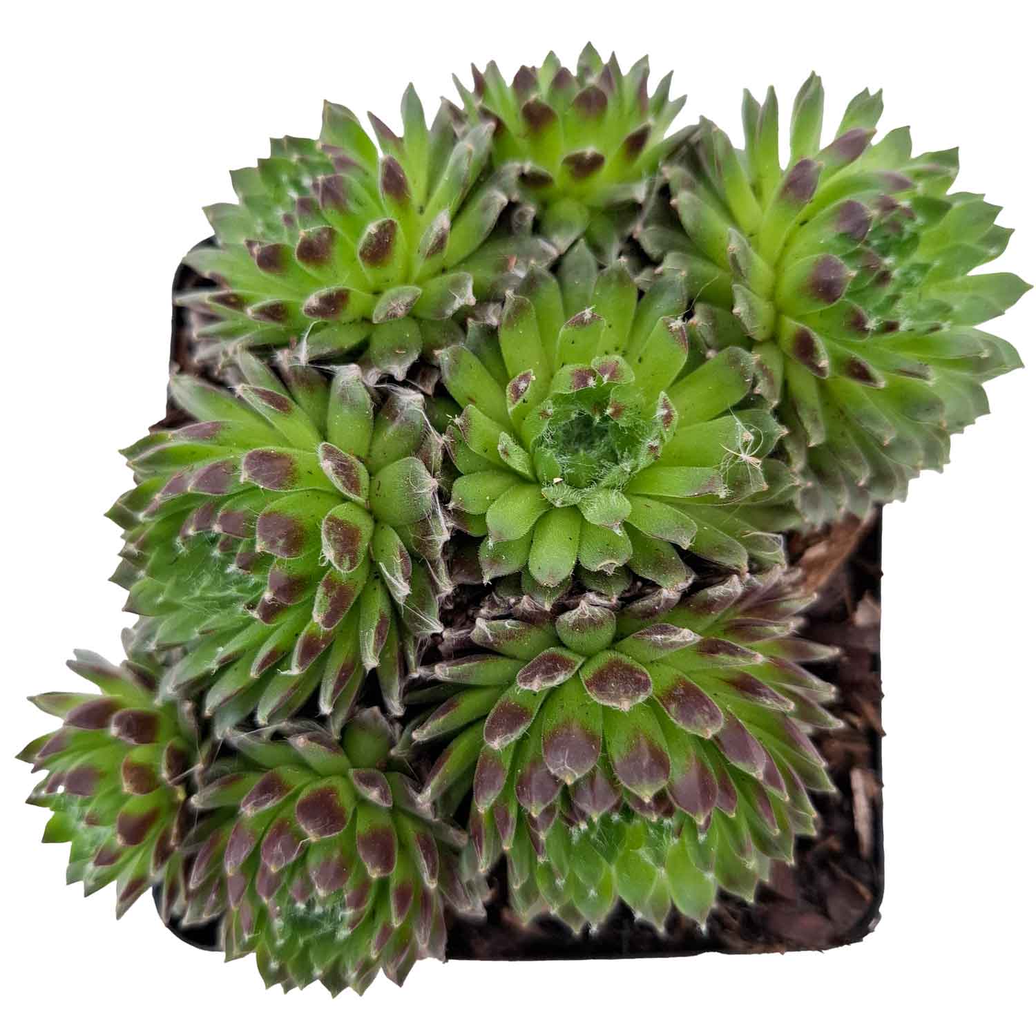 Sempervivum arachnoideum P9