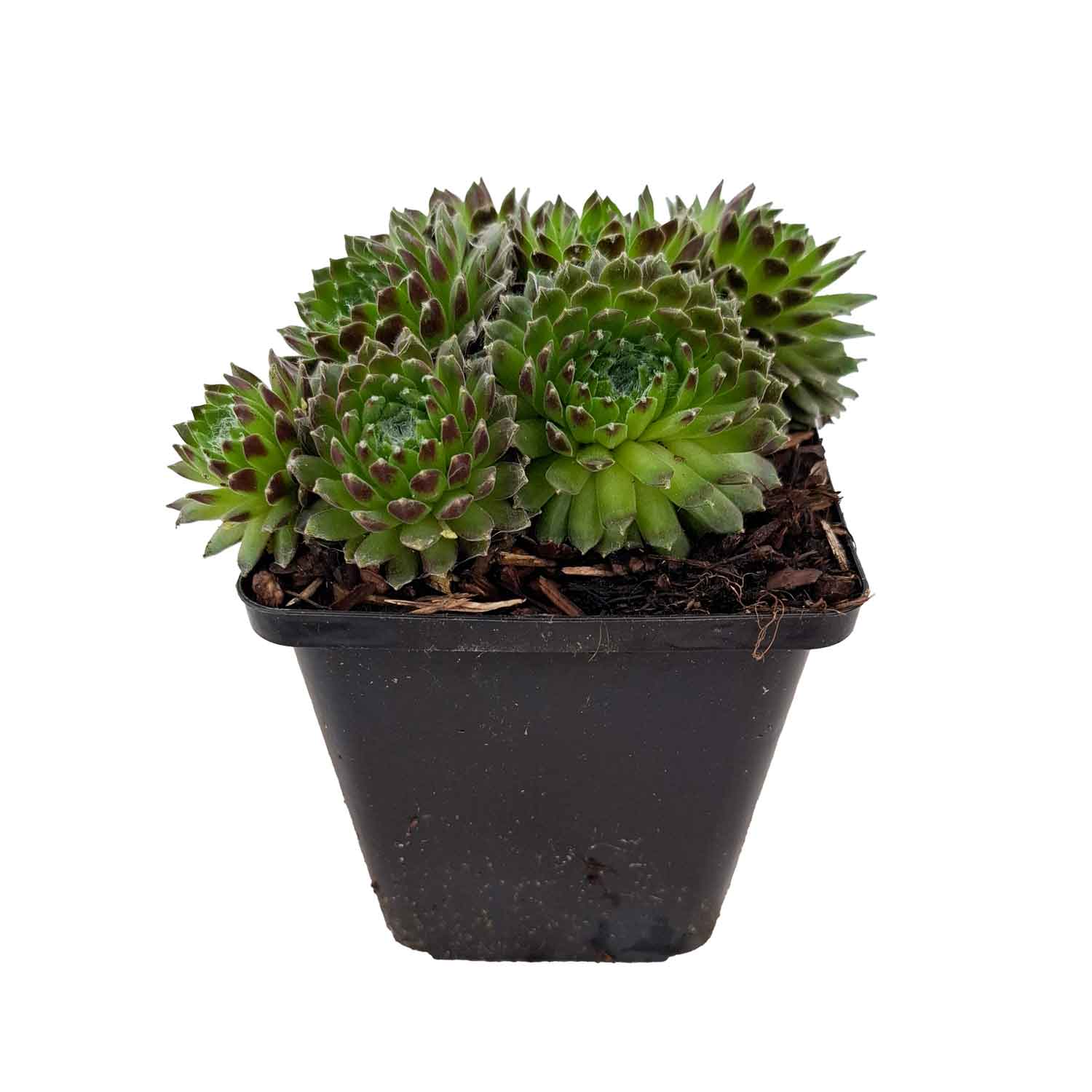Sempervivum arachnoideum P9