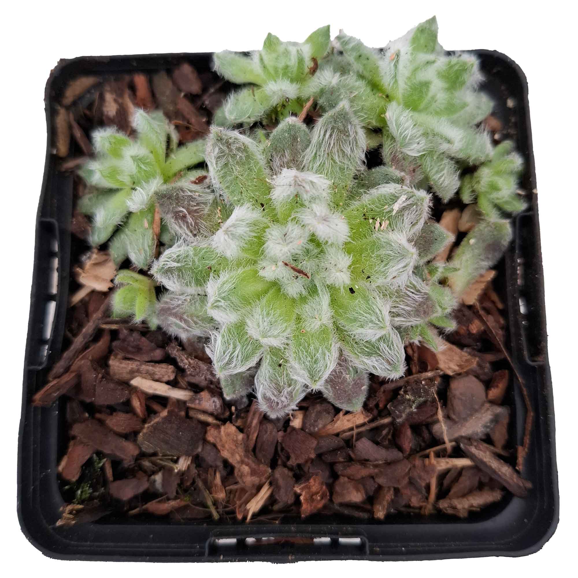 Sempervivum 'Coconut Kiss' P9