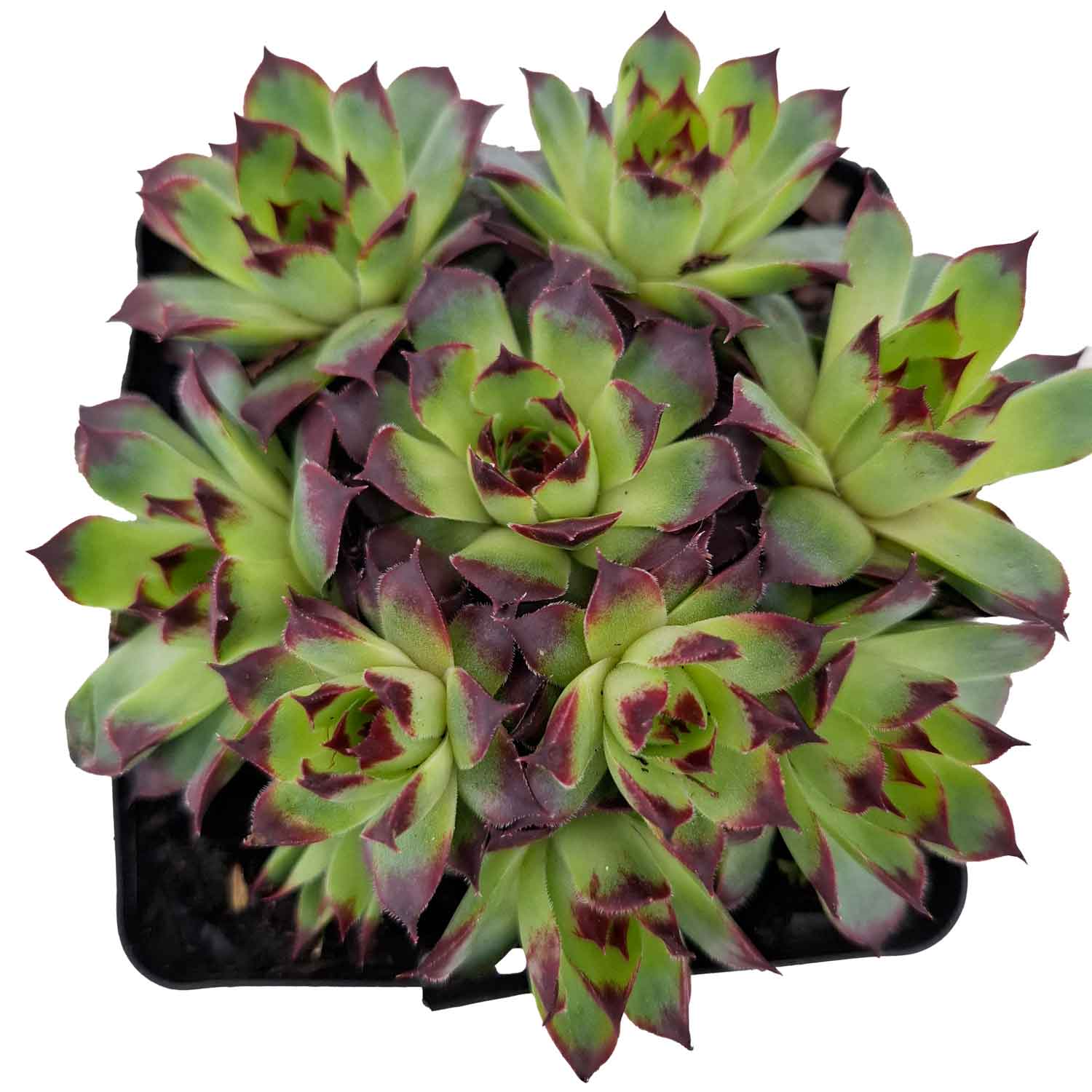 Sempervivum c. 'Mrs Giuseppi' P9