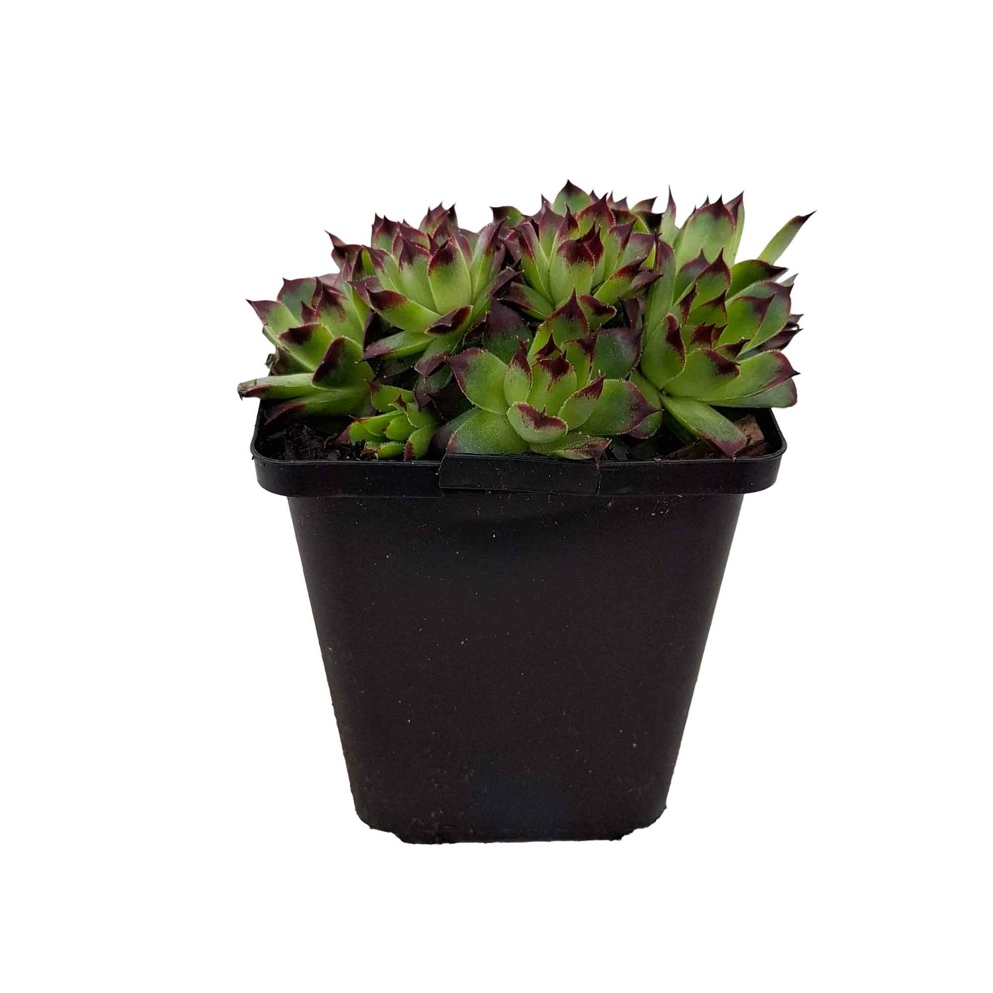 Sempervivum c. 'Mrs Giuseppi' P9