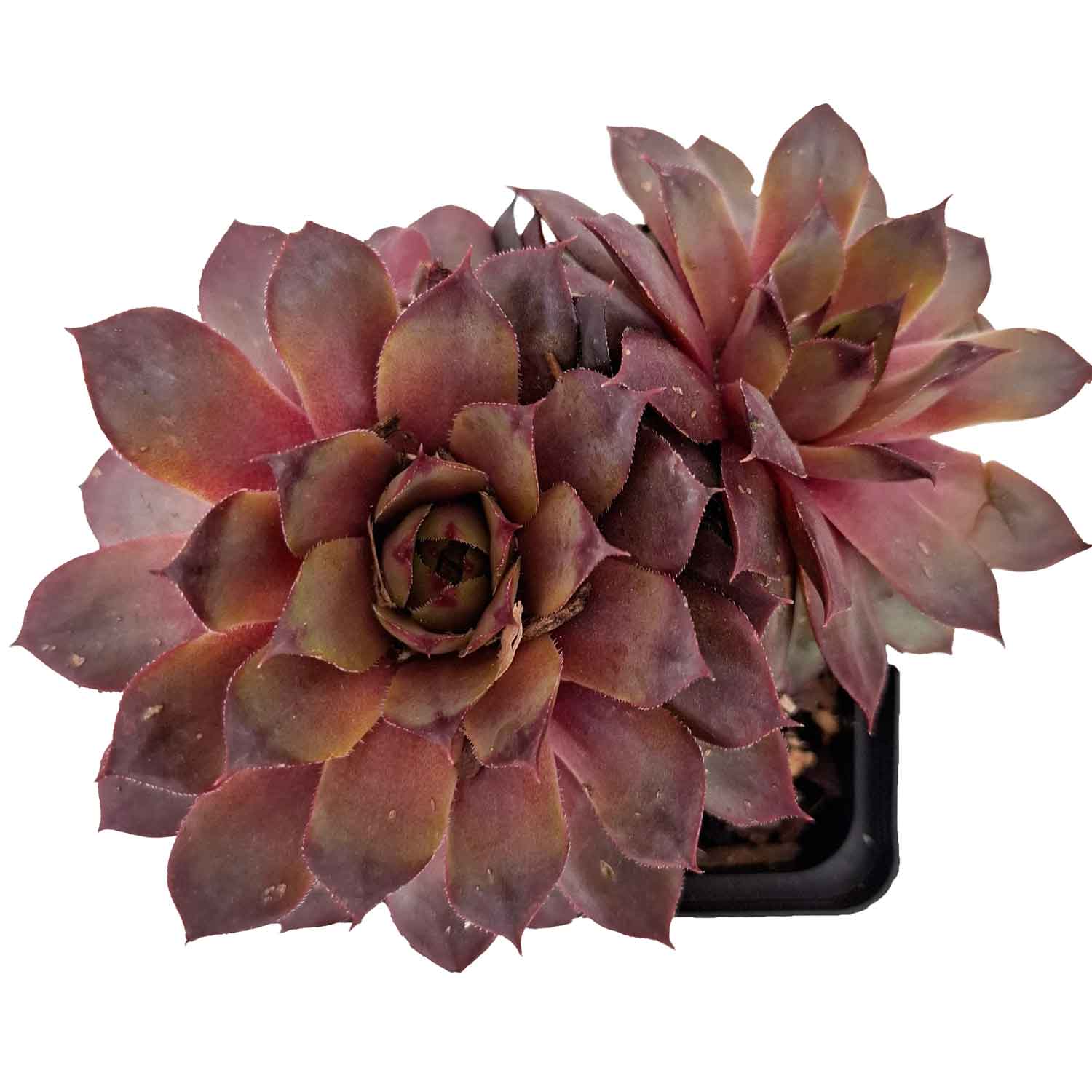 Sempervivum 'Purple Beauty' P9