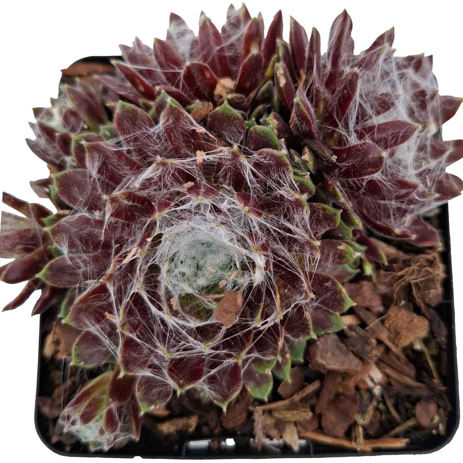 Sempervivum 'Silberring' P9