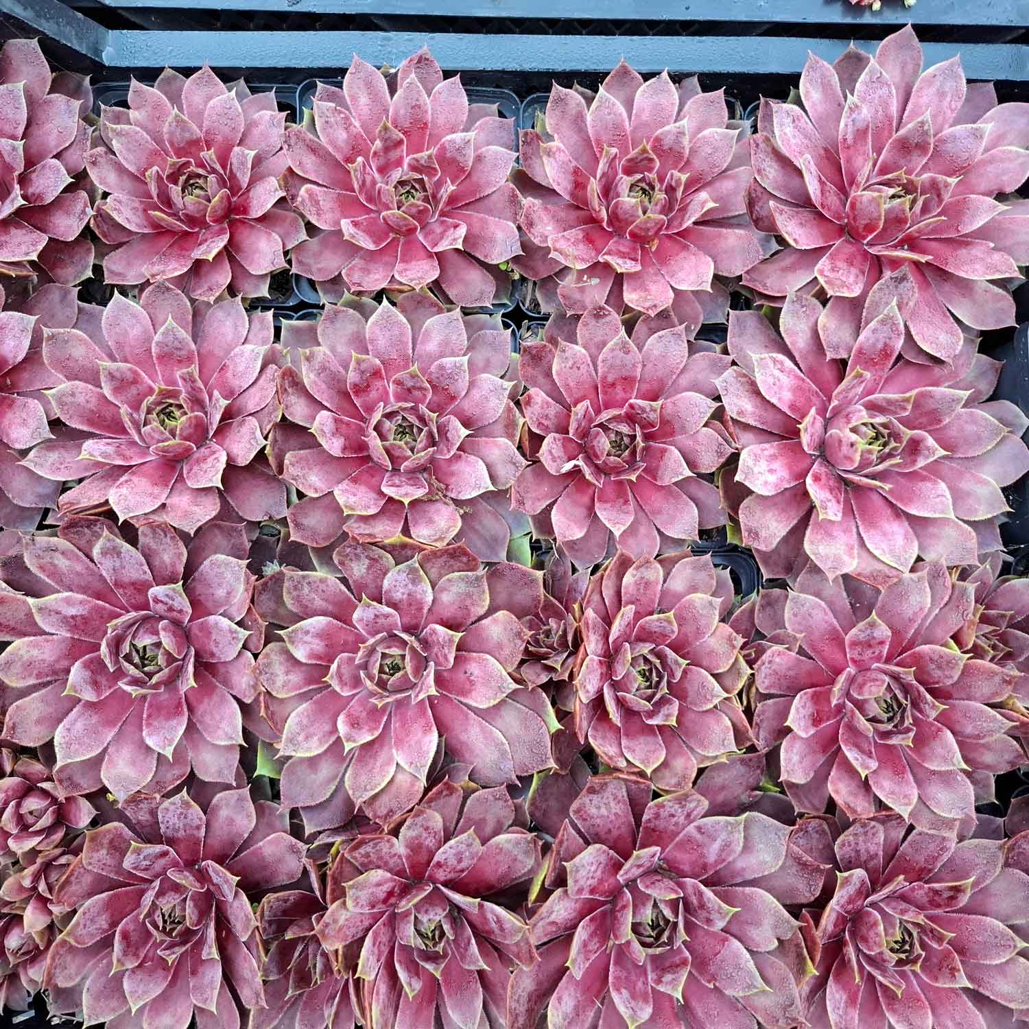 Sempervivum 'Othello' P9