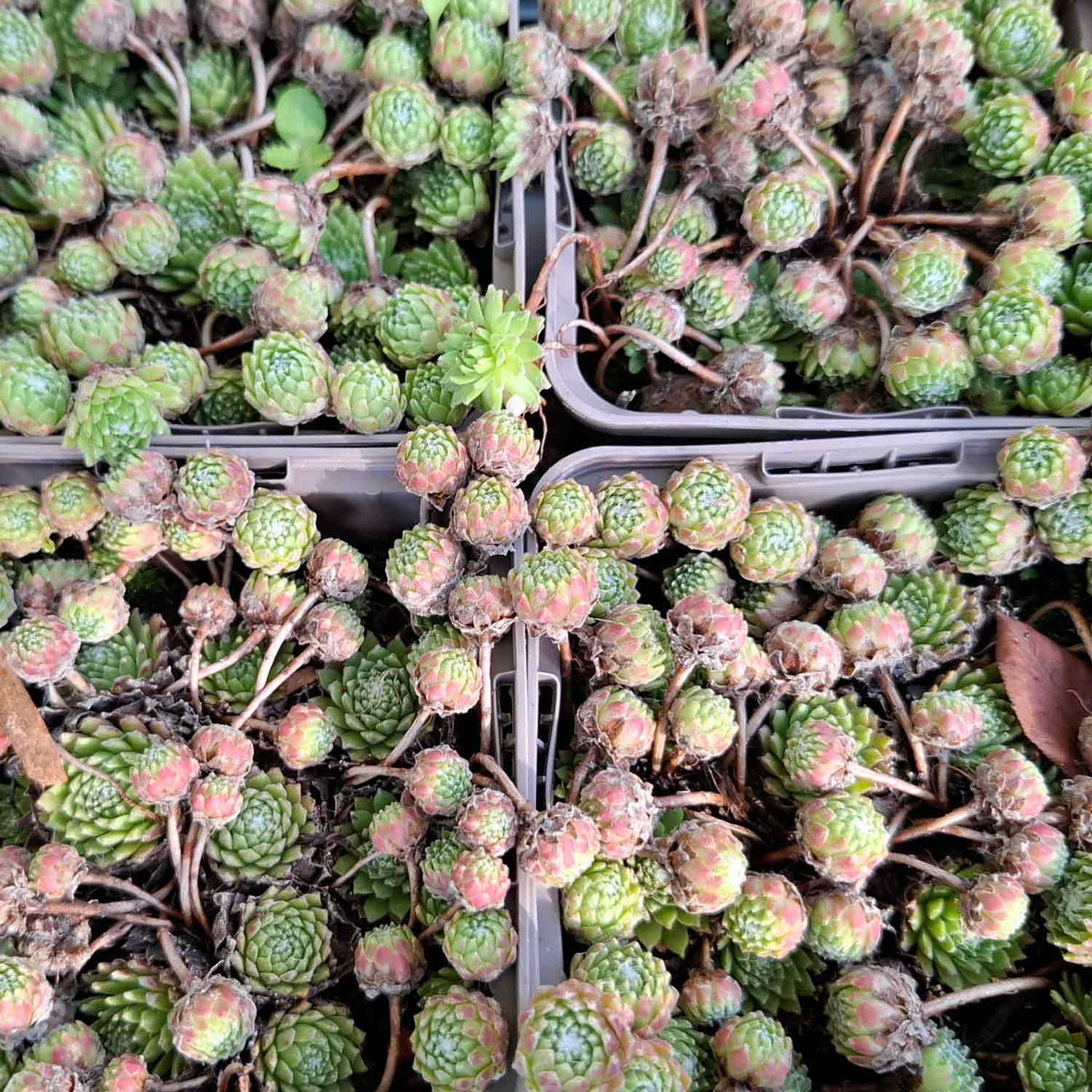 Sempervivum arachnoideum P9
