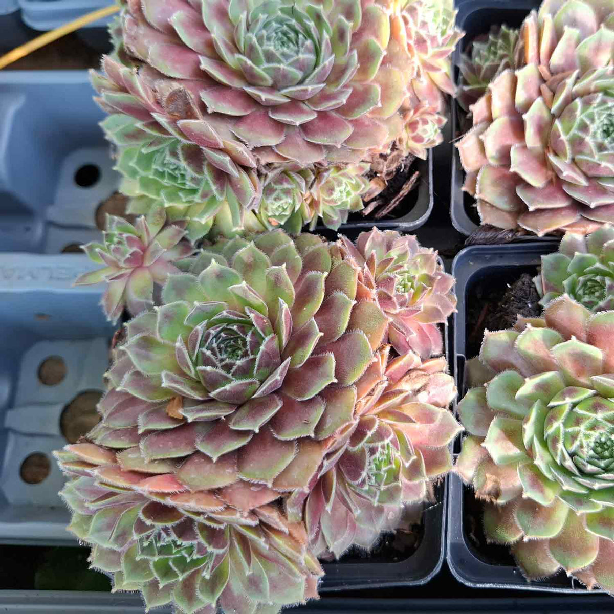 Sempervivum 'Director Jacobs' P9