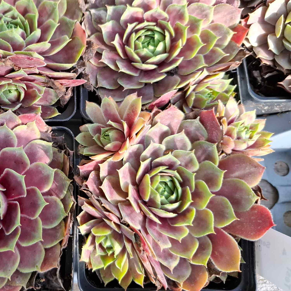 Sempervivum 'Red Chief' P9