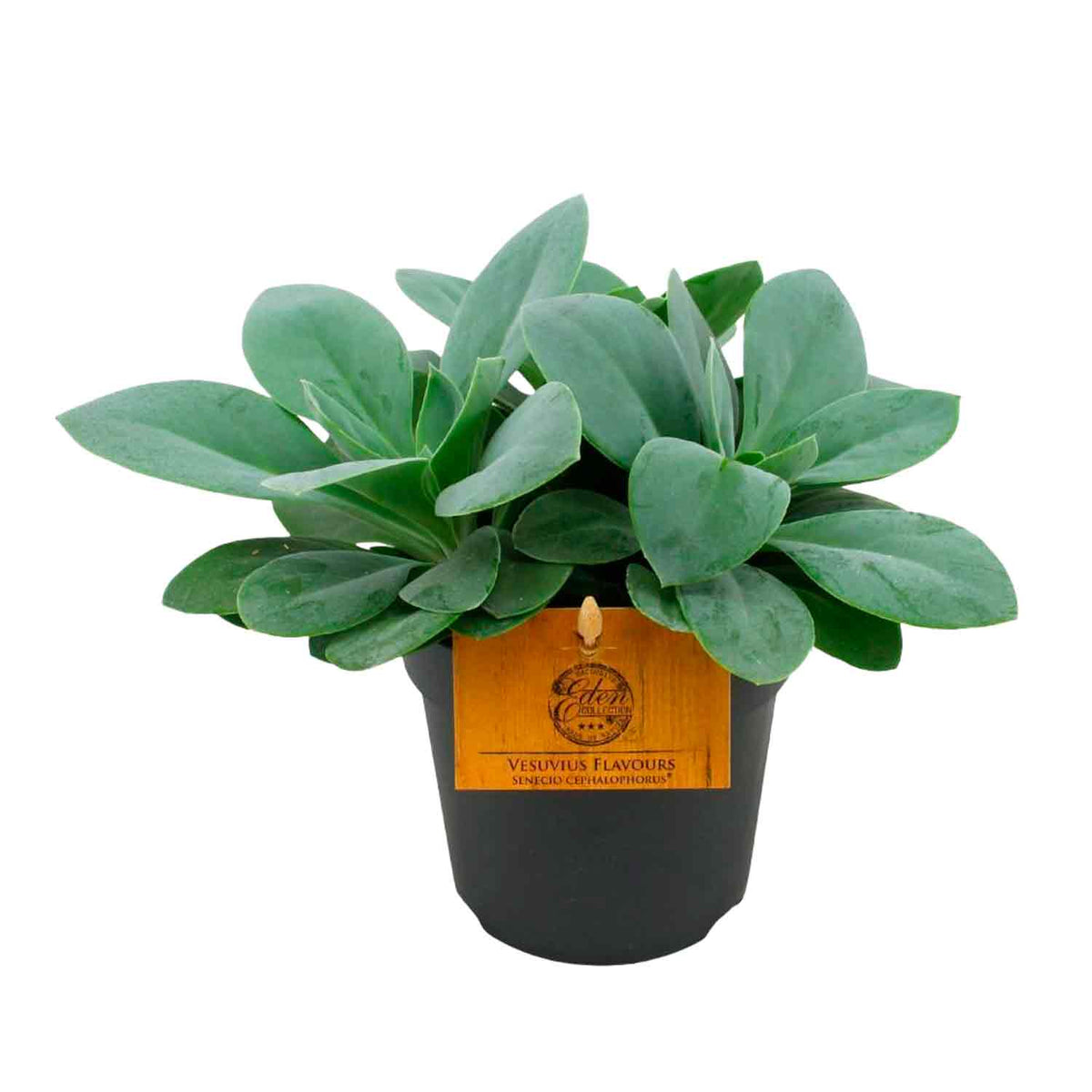Senecio Mountain Fire 12cm