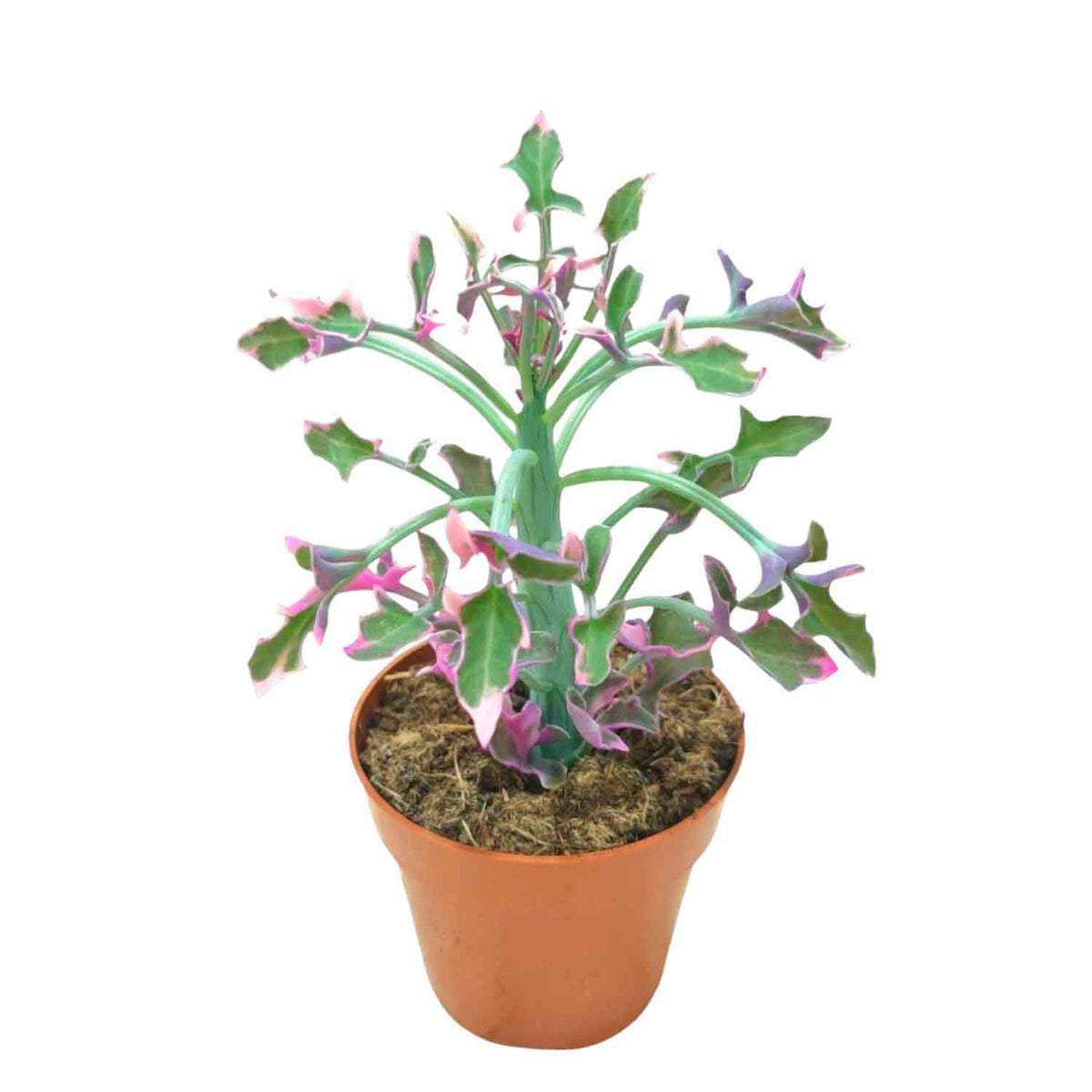 Articulatus Variegata 8,5cm
