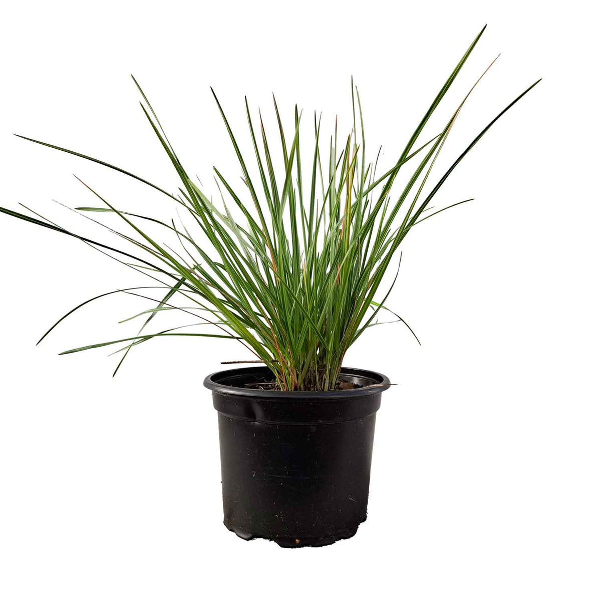 Sesleria heufleriana 2L