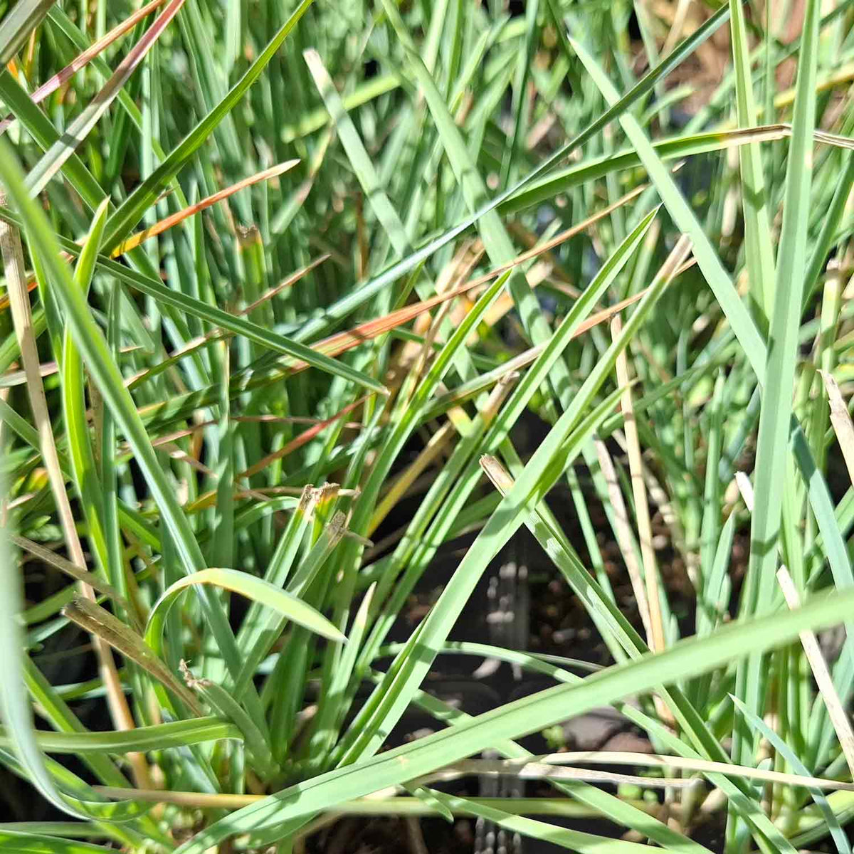 Sesleria nitida P9