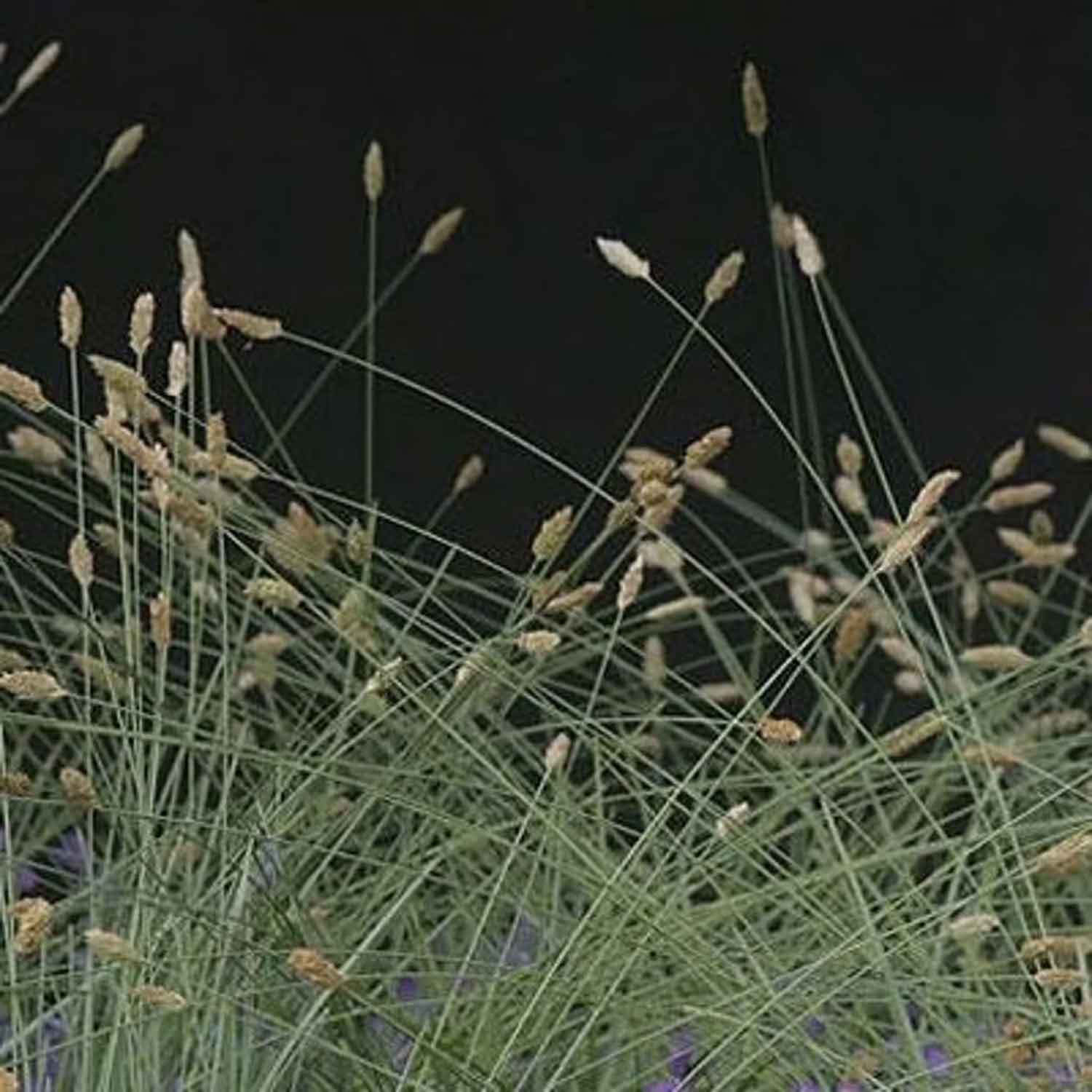 Sesleria nitida P9