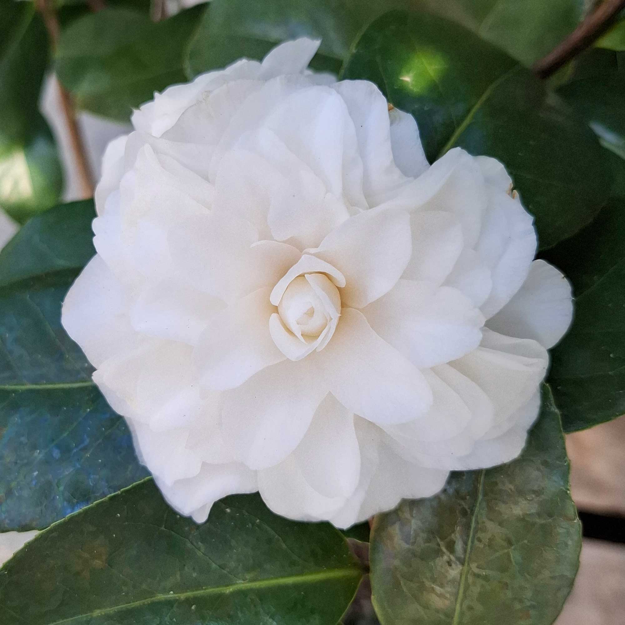 Camellia japonica Shiragiku 10L