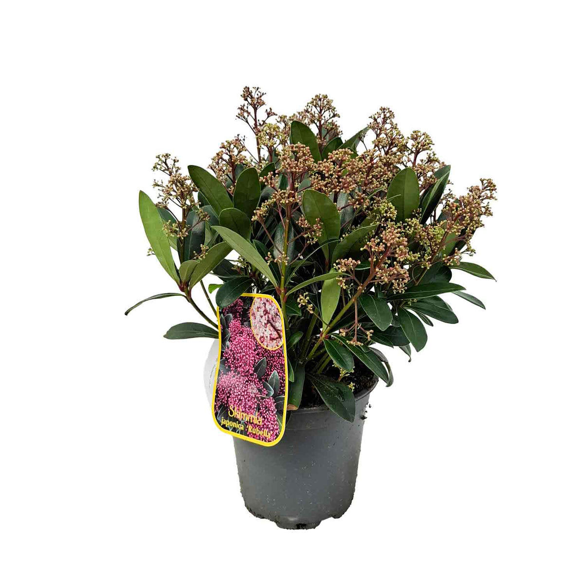Skimmia jap. 'Rubella' 25-30 C3