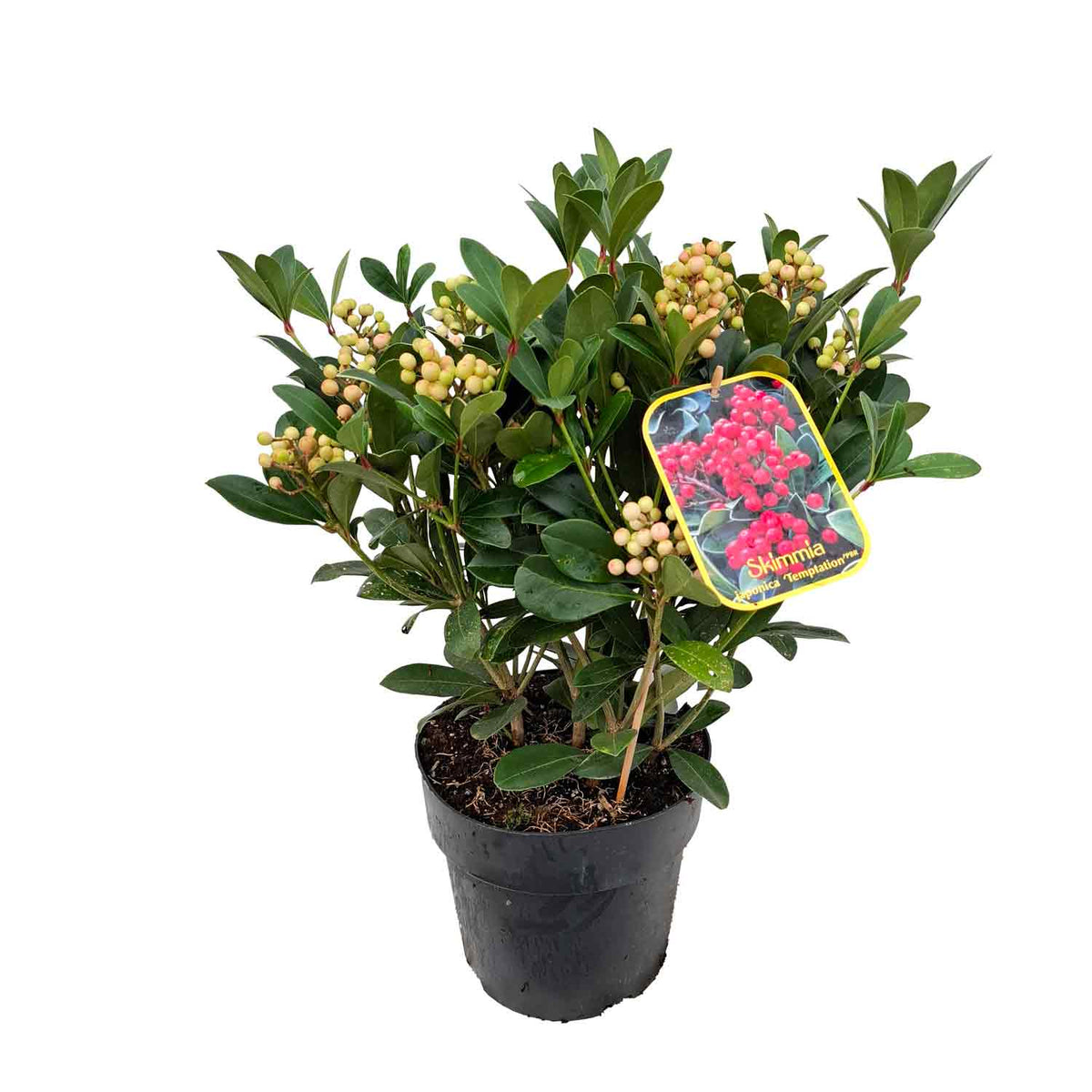 Skimmia jap. 'Temptation' PBR 30-40 C5