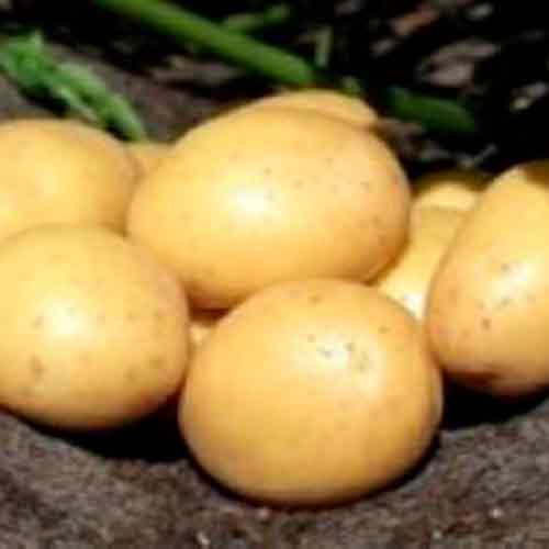Læggekartofler - Soleo - 1,5 kg