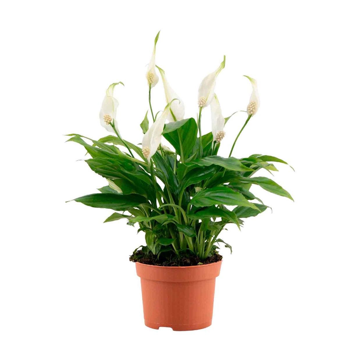 Spathiphyllum 'Chopin' 10,5cm