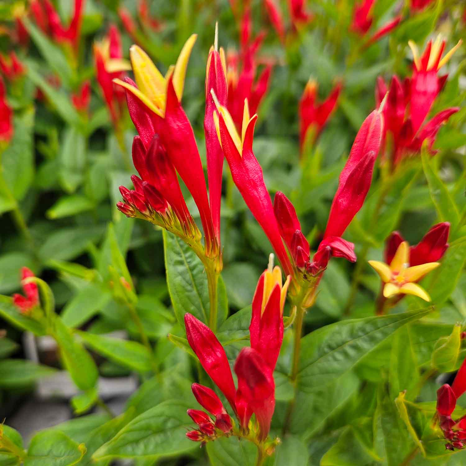 Spigelia Marilandica 'Little Redhead' 13cm