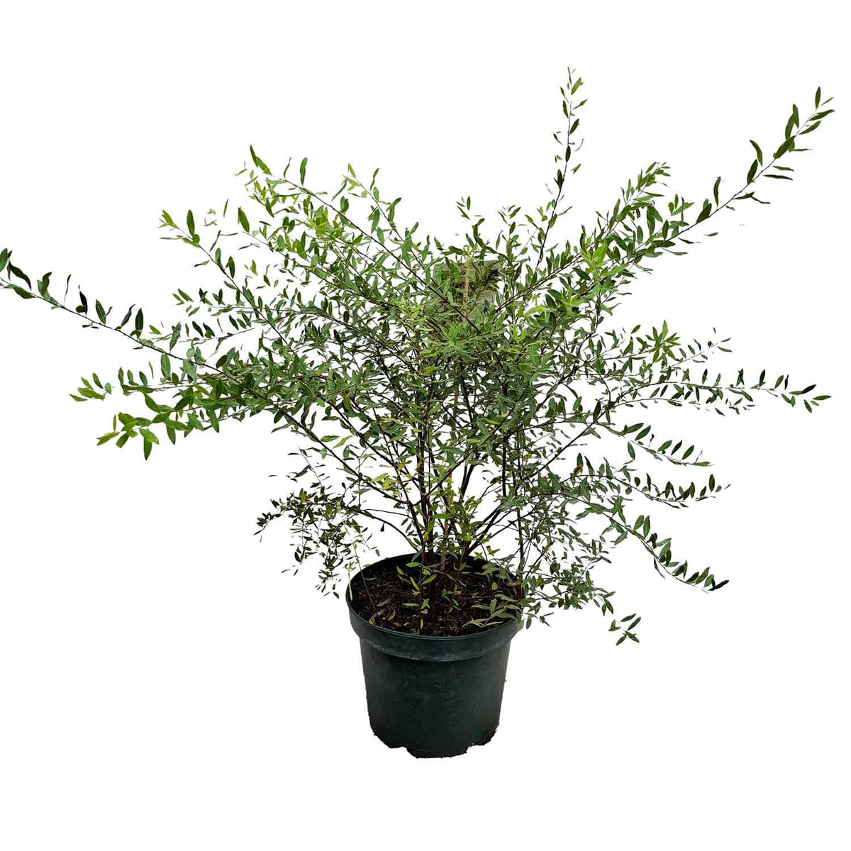 Spiraea cinerea 'Grefsheim' 40/50 C5