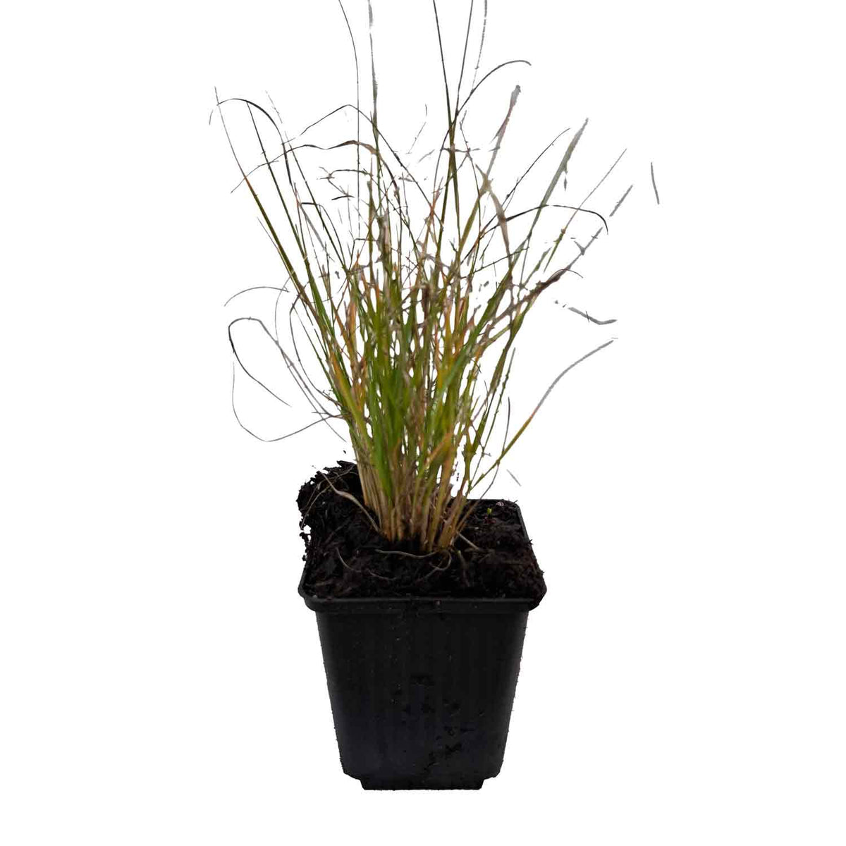 Sporobolus airoides 'Delicatesse' P9