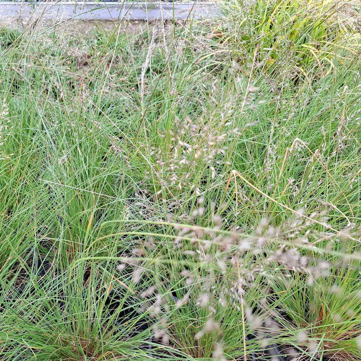 Sporobolus heterolepis 2L