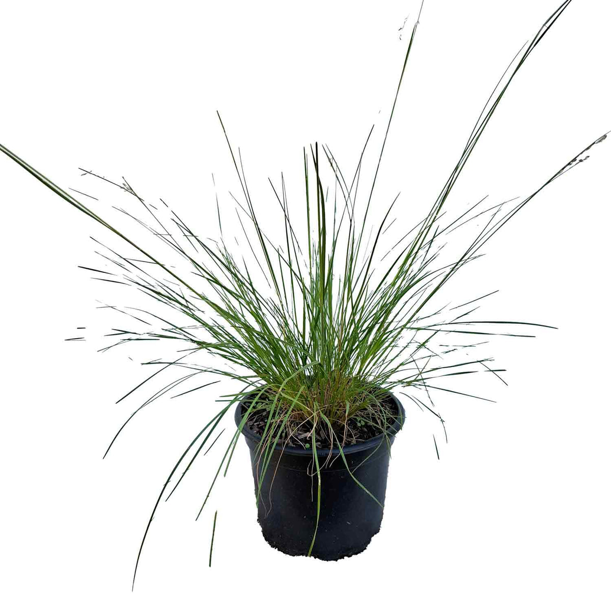 Sporobolus heterolepis 2L