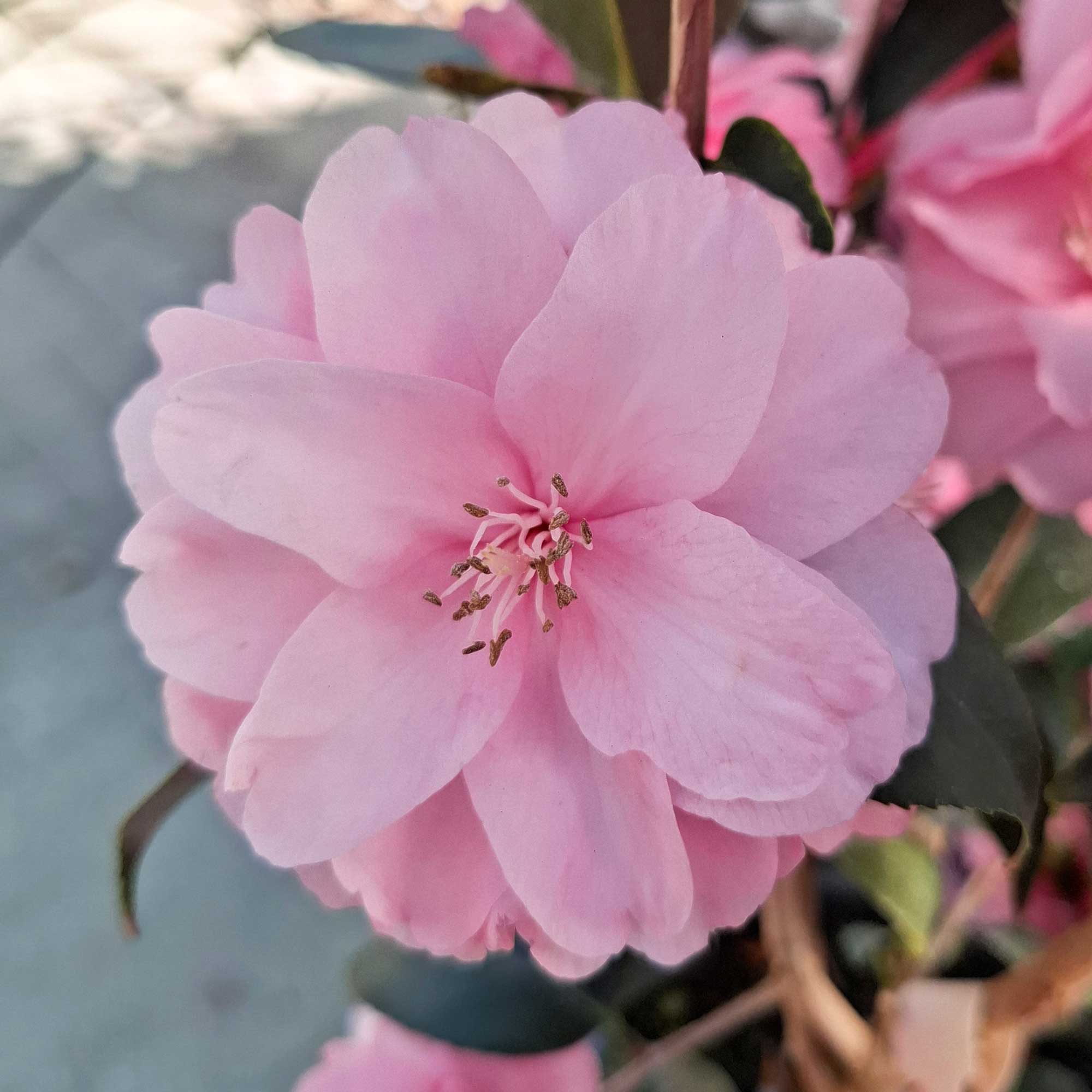 Camellia - Camellia cuspidata 'Spring Festival' 3 l kruka