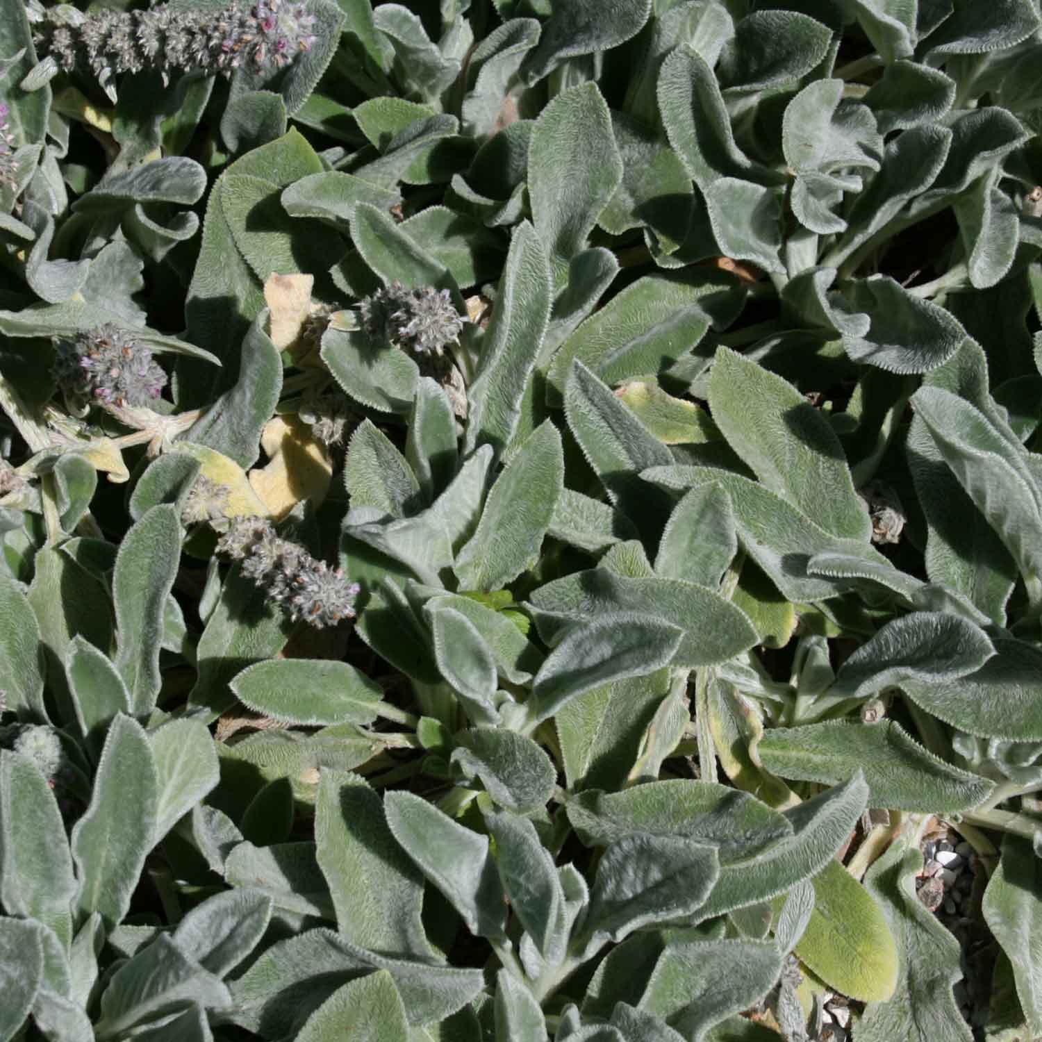 Stachys byzantina P9