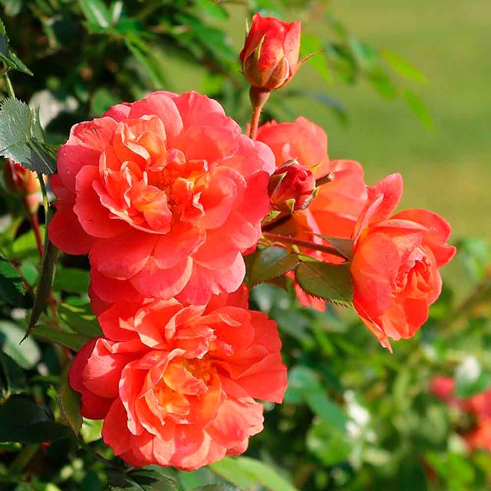 Rosa 'Starlet Ella'
