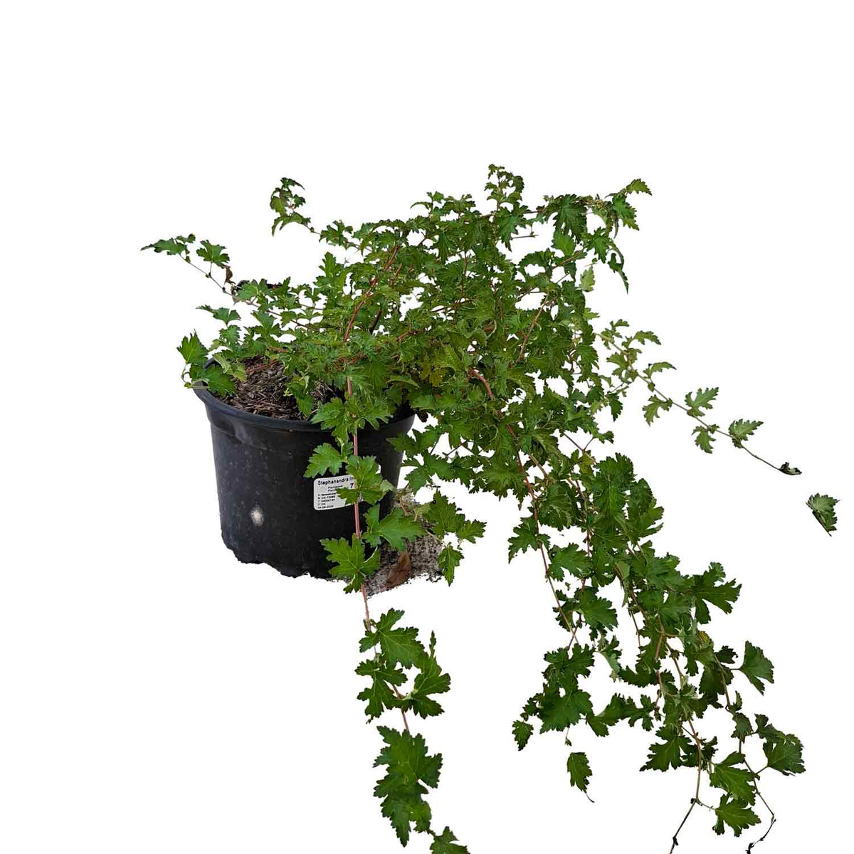 Stephanandra incisa 'Crispa' 2L