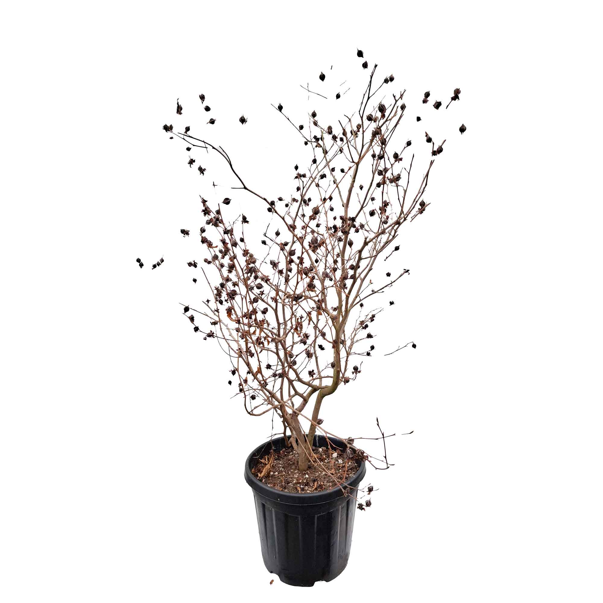 Stewartia rostrata C30