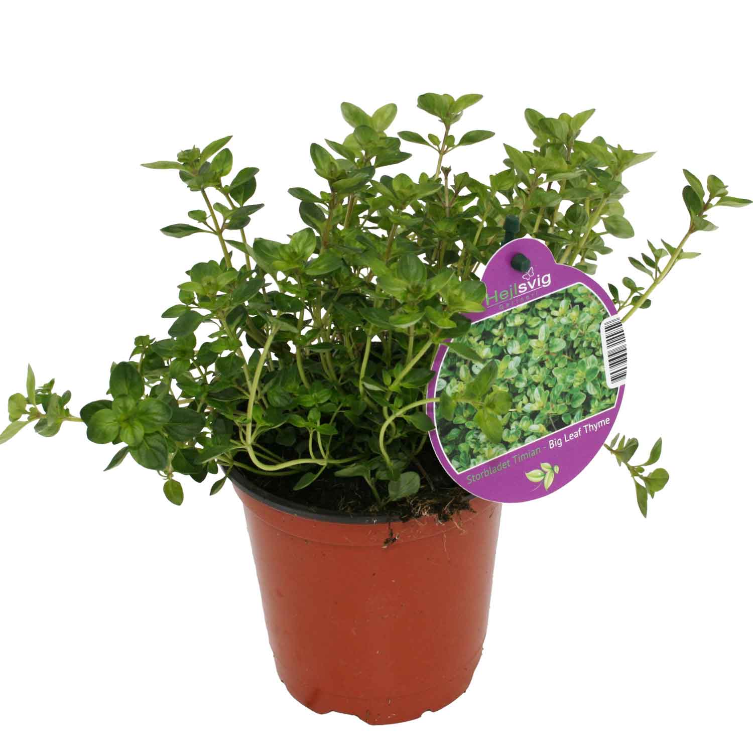 Thymus vulgaris 'Tabor' 12cm