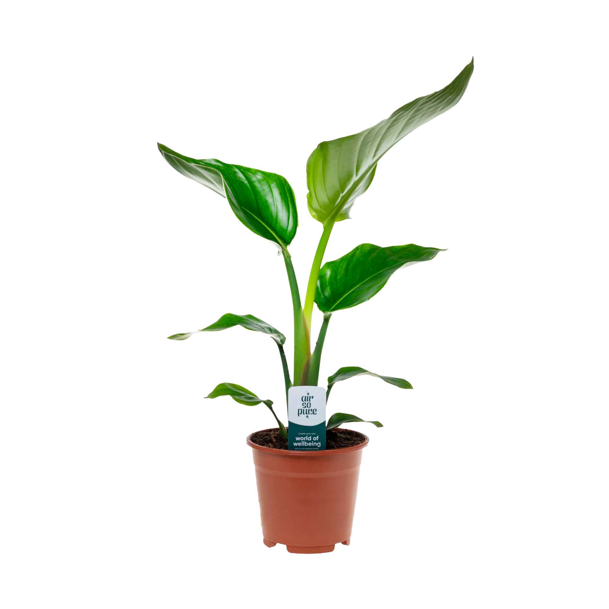 Strelitzia nicolai 14cm