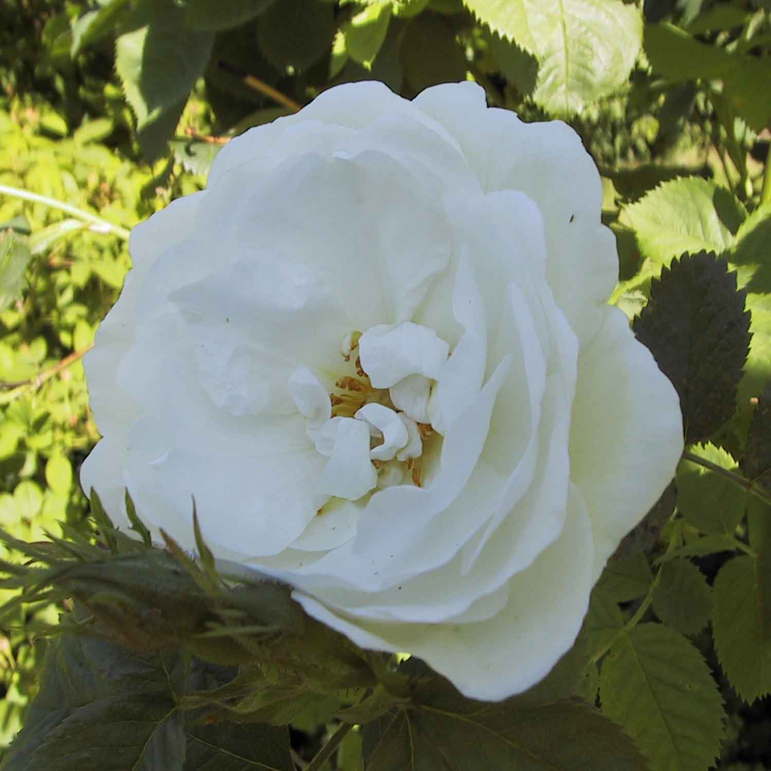 Rosa alba Suaveolens (Semiplena)
