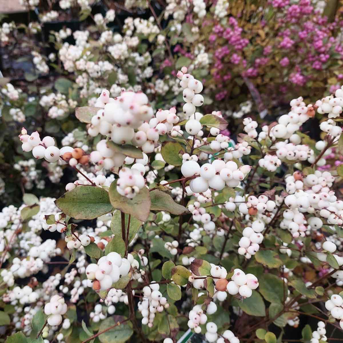 Symphoricarpos doorenbosii 'Magical Galaxy' C4