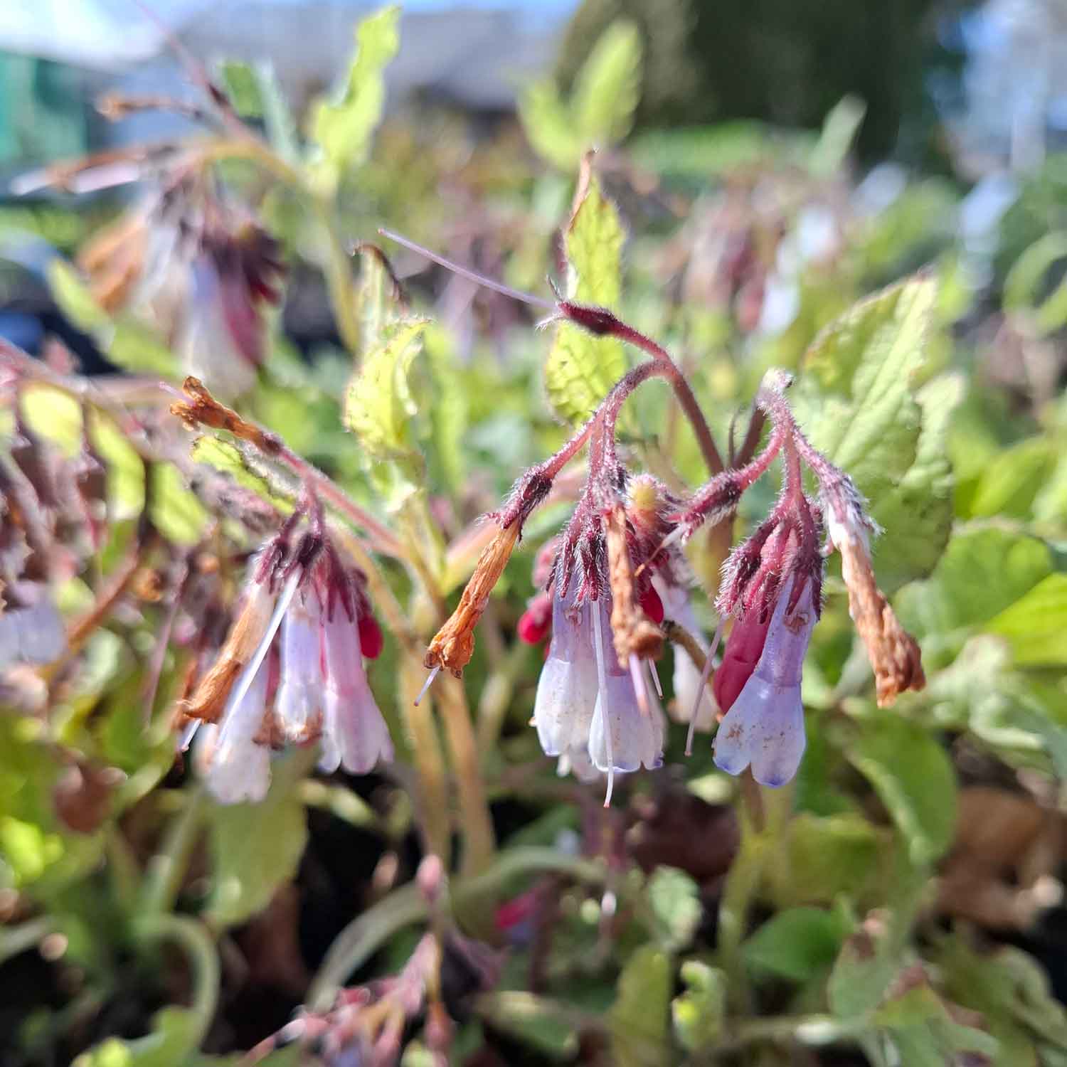 Symphytum grand. 'Hidcote Blue' P9