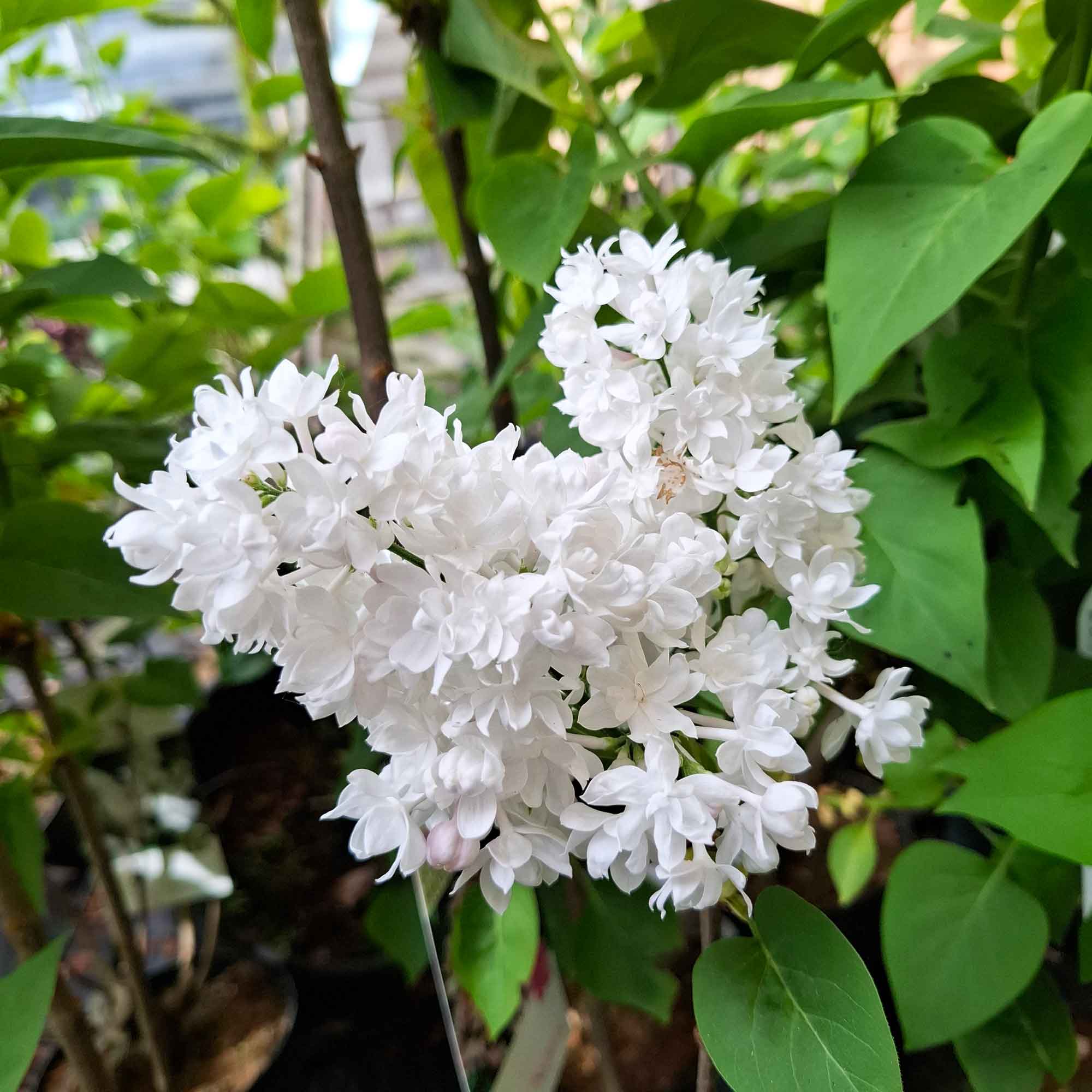 Syringa v. Beauty of Moscow C4,6 50-60 CM