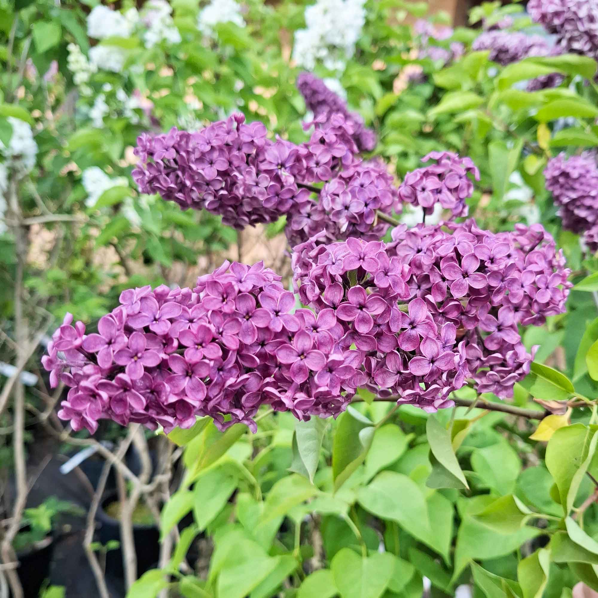 Syringa v. 'Ludwig Späth' C10L 60-80 BUSKE