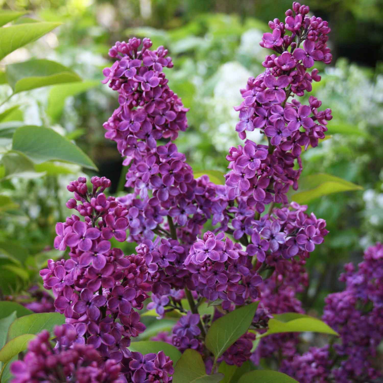 Syringa v. 'Anda. till Ludwig Späth' C4,6 50-60 CM