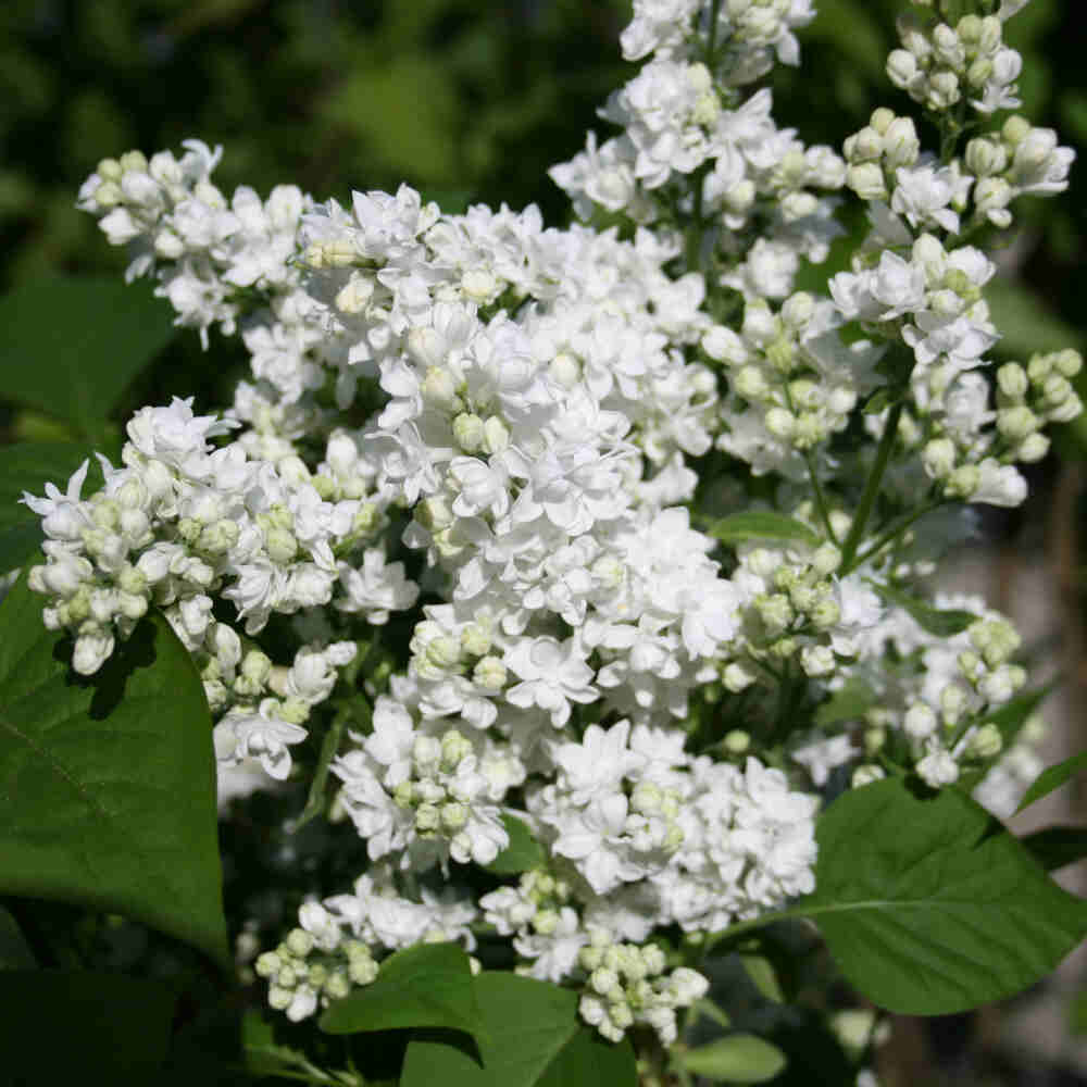 Syringa vulg.'Mme Lemoine' C3
