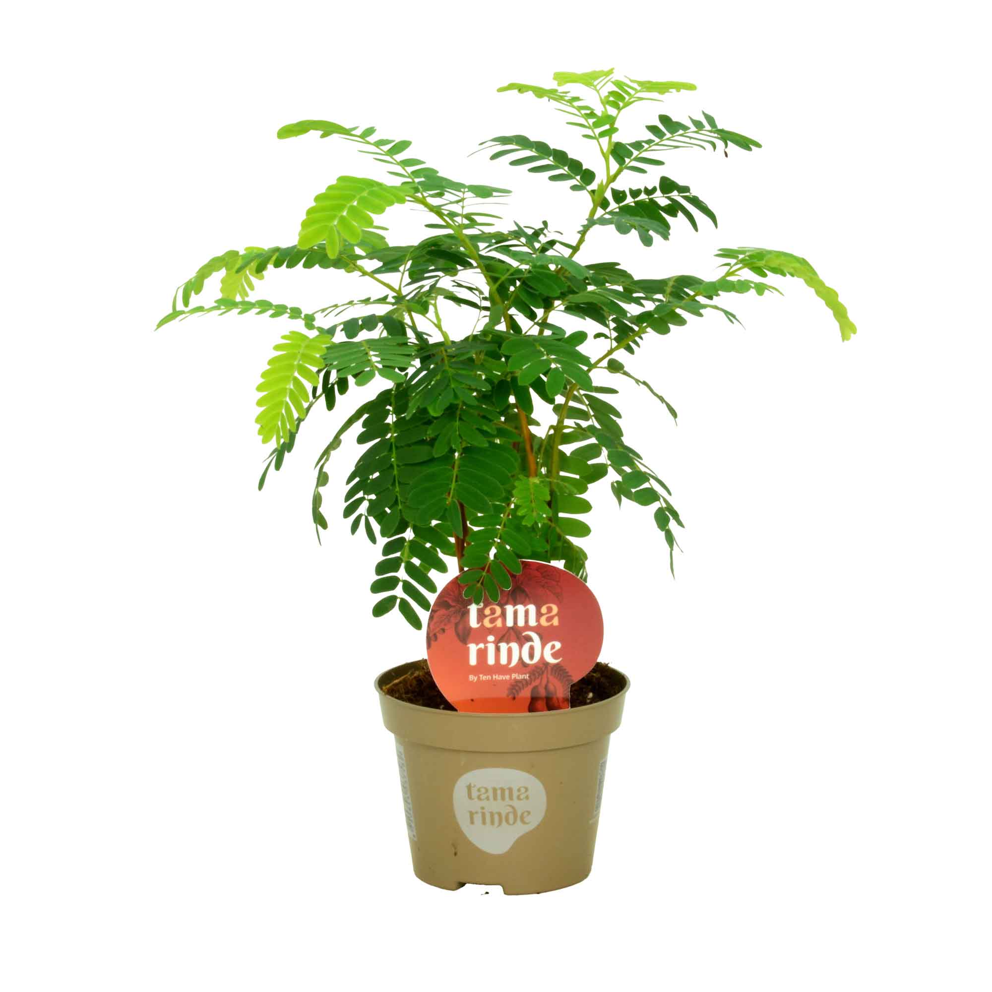 Tamarindus indica 11cm