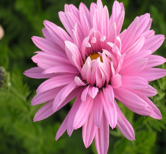 Tanacetum cocc. 'Robinson Rosa' 1L