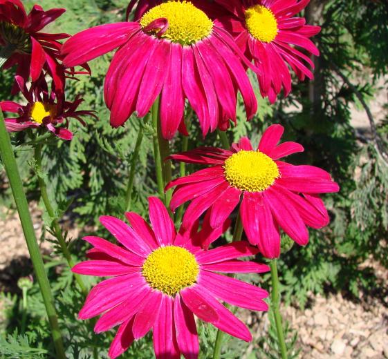 Tanacetum cocc. 'Robinsons Rød' 1L