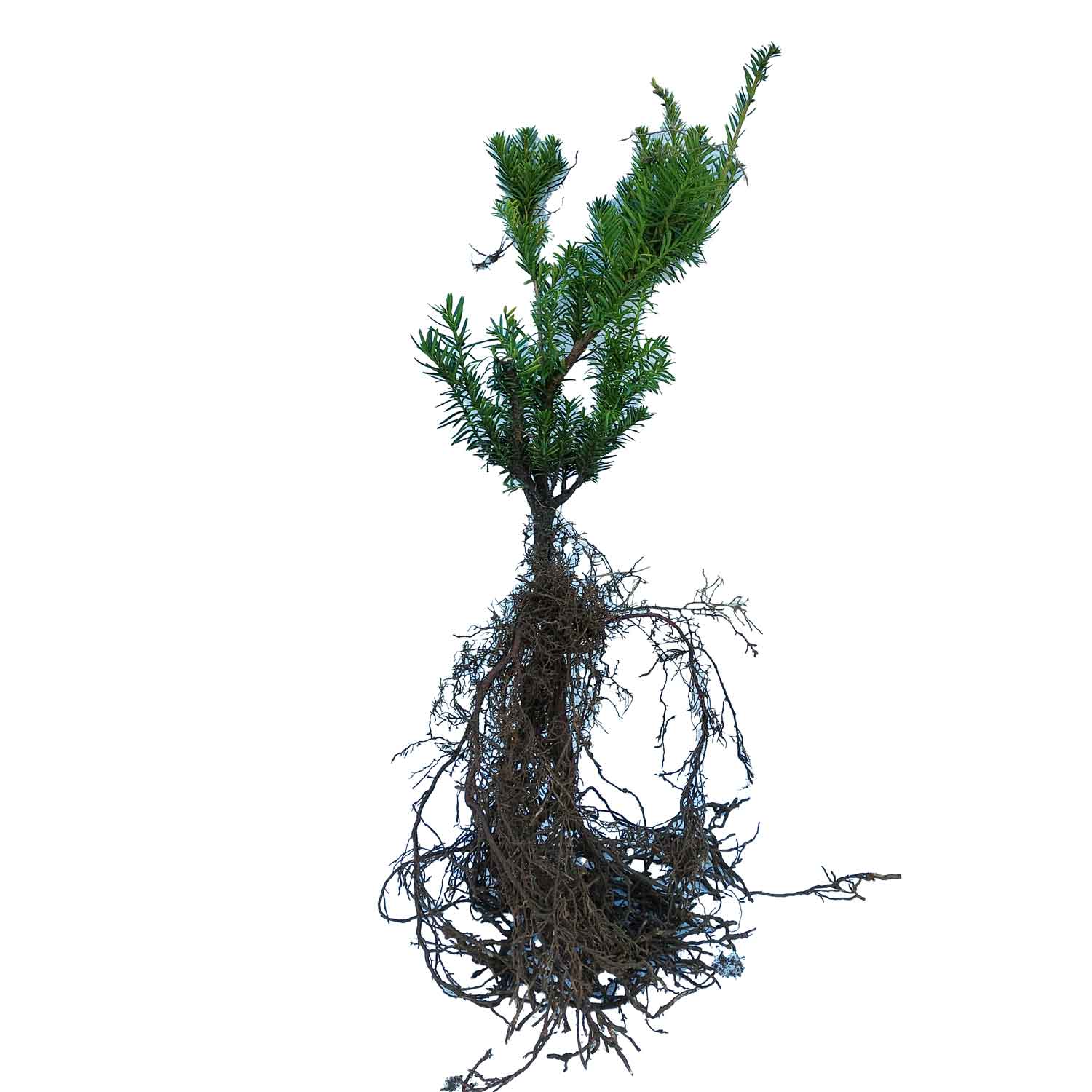 Taxus media 'The Farm' 0/1/3H 20-30