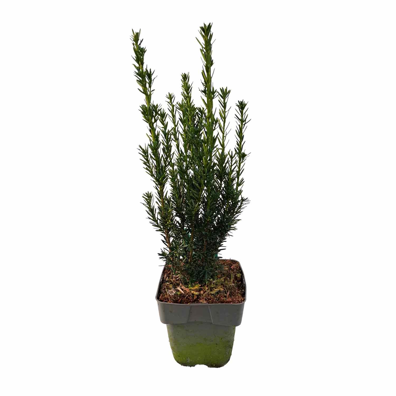 Taxus media 'Hillii' C3 30-40 cm