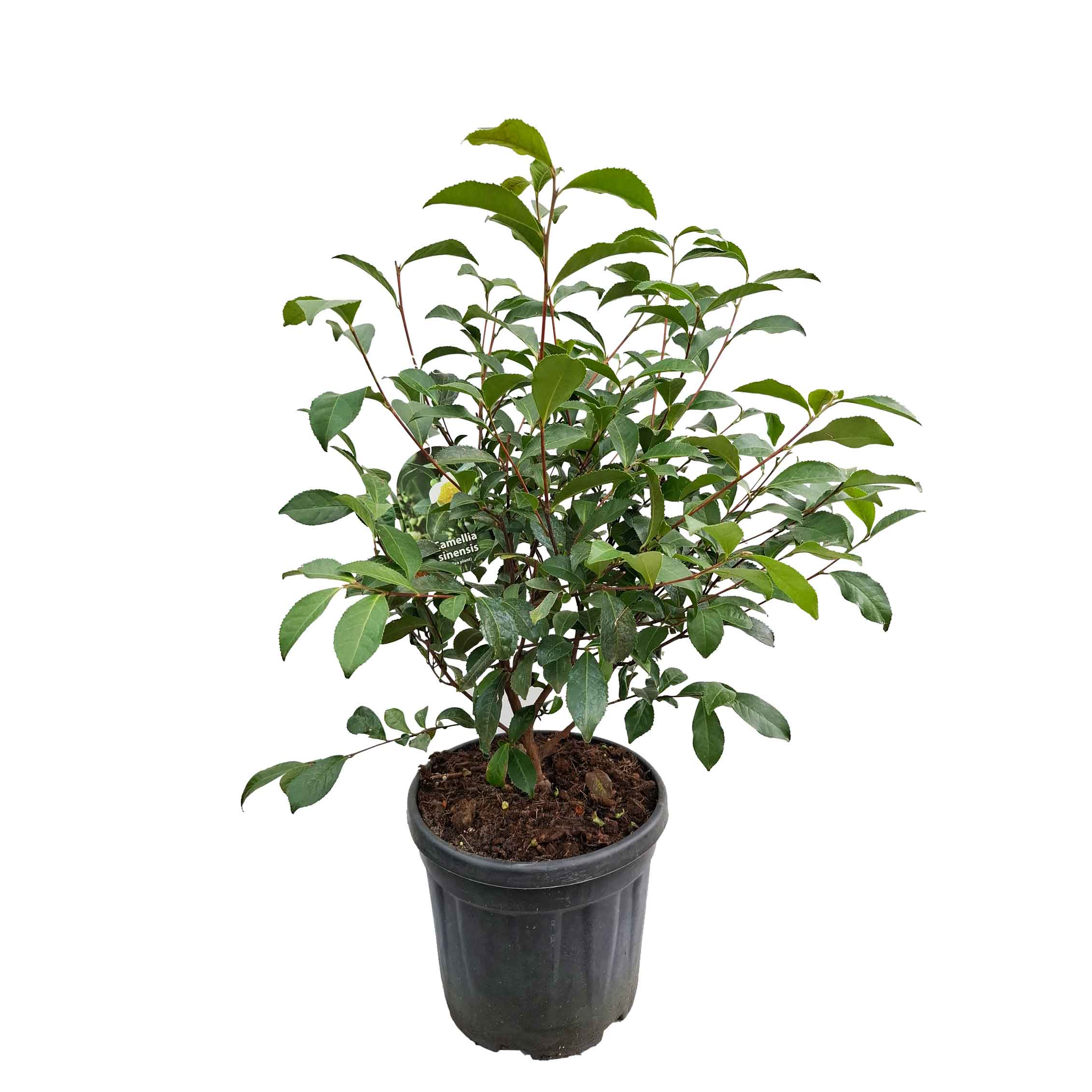 Camellia sinensis h. 50-60 vases 10 lt