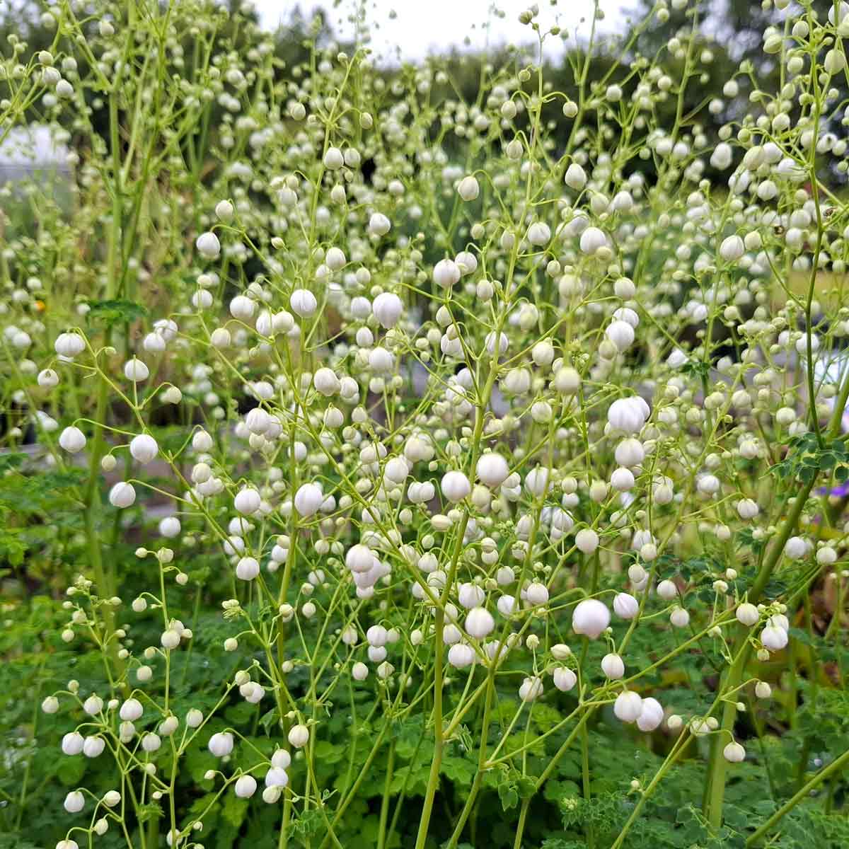 Thalictrum Delavayi 'Splendide White' 13cm