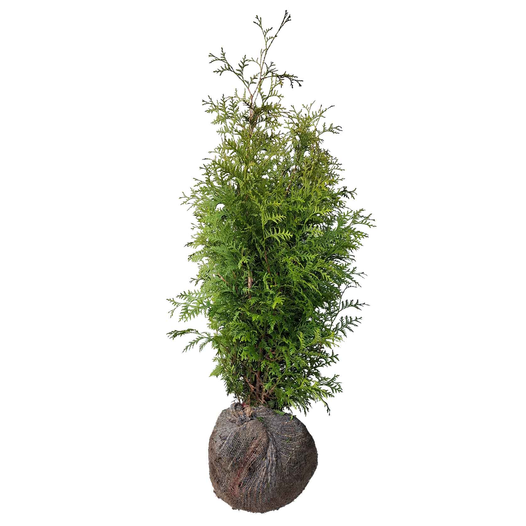 Thuja occ. 'Brabant' 80-100 CM RB